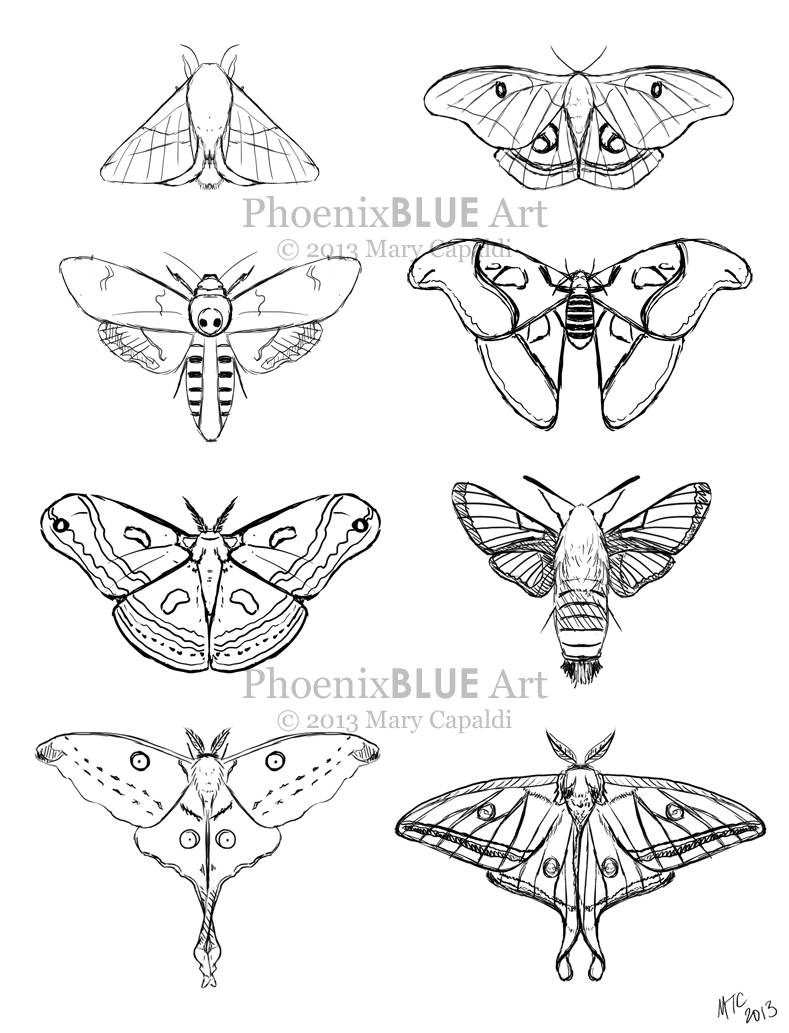 Moth Paintings: Sketches 2-9