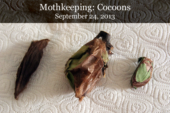 header-mothkeeping: cocoons