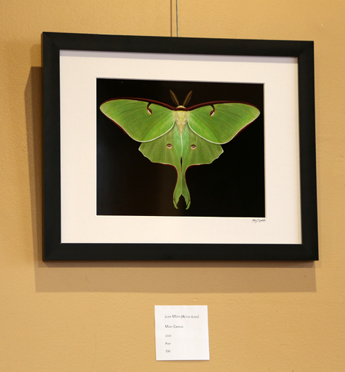 Luna Moth (Actias luna)