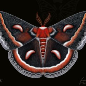 Cecropia Moth (Hyalophora Cecropia)