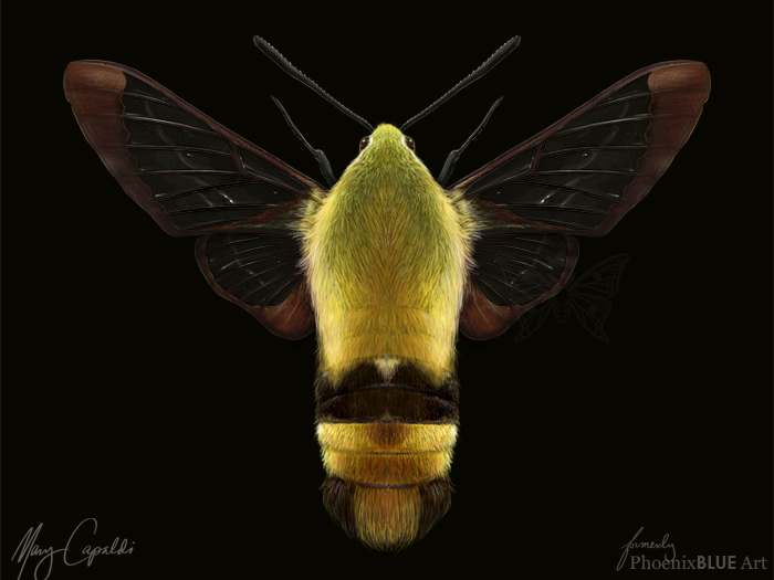 Snowberry Clearwing Moth (H. diffinis)