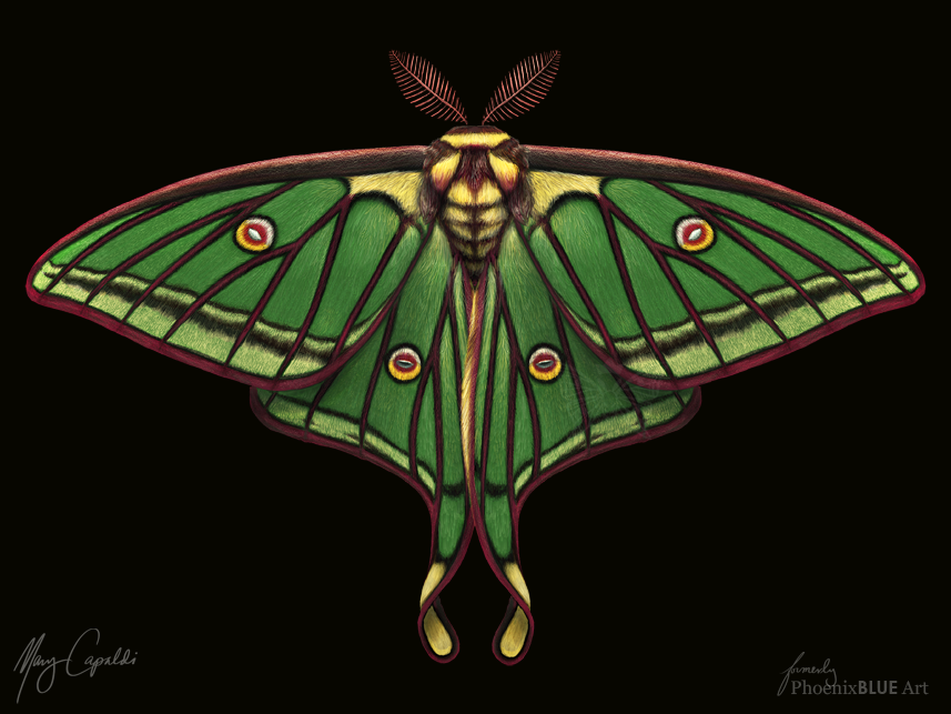 Spanish Moon Moth (Graellsia isabellae)