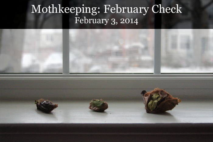 header-mothkeeping: feb