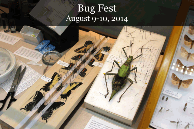 bugfest