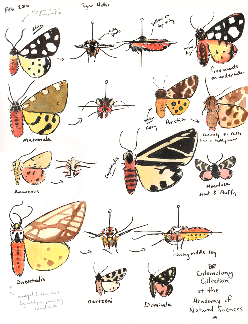 Tiger Moths Study