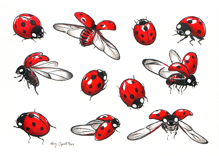 Ladybugs Study